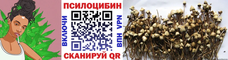 Псилоцибиновые грибы Psilocybe  Купить  Болхов 